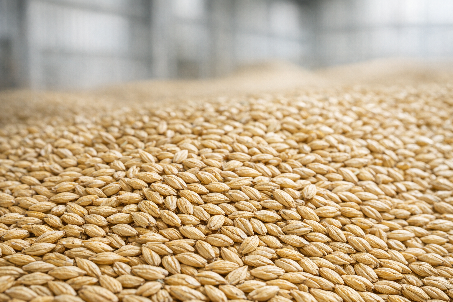 Bulk barley grains